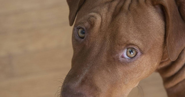 涉事犬為6歲美國大型惡霸犬（XL bully），屬近年在英國受爭議的高風險犬種。（示意圖／Pixabay）