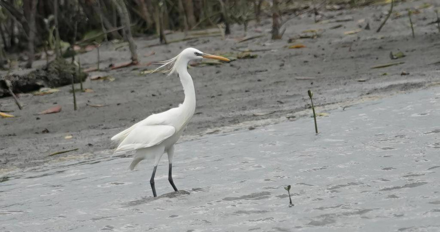 挖子尾自然保留區提供生態友善棲地，吸引唐白鷺駐足。（圖／新北市農業局提供）