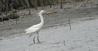 挖子尾自然保留區提供生態友善棲地，吸引唐白鷺駐足。（圖／新北市農業局提供）