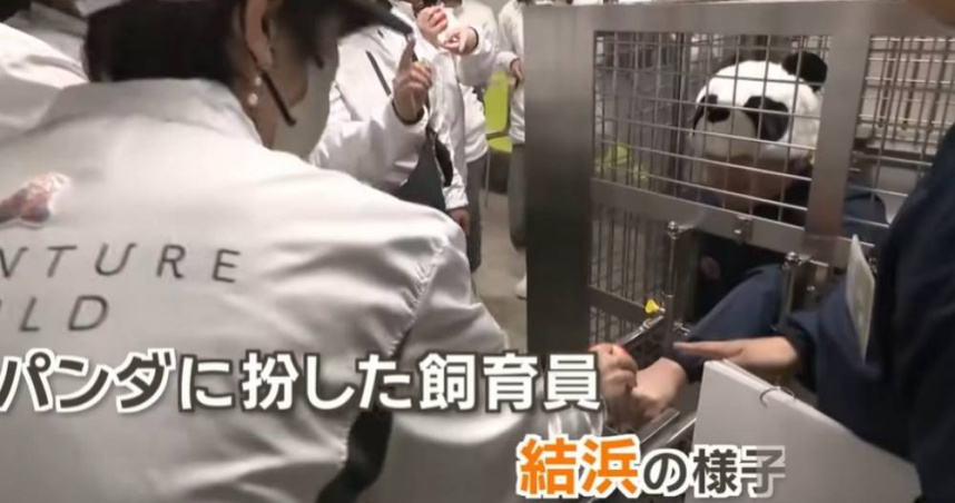 日本和歌山的「冒險大世界」在歸還4隻人氣熊貓後，當地觀光受衝擊，近期園方推出飼養員體驗行程，熊貓由人扮演引發關注與討論。（圖／翻攝自YouTube／ANNnewsCH）