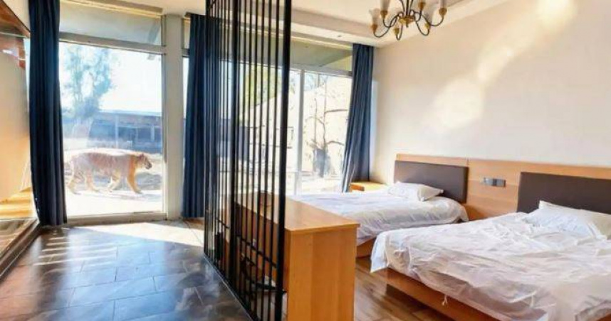 大陸河南省沁陽市1處動物園推出「虎景房」住宿服務，引發網路熱議。（圖／翻攝自微博）