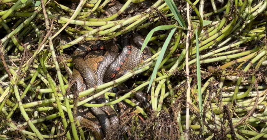 春夏交替之際，正值野生動物繁殖與育雛旺季。（圖／翻攝陽明山國家公園臉書）