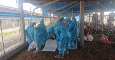 氣候炎熱家禽免疫力下降!彰化大城雞隻染「H5N5禽流感」 9556隻土雞被撲殺