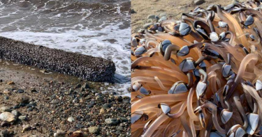 浮木布滿「千條觸手」扭動!詭異生物竟是鮮美食材…總價近200萬
