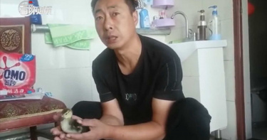 大叔網購孔雀蛋...32天後竟「孵出鴨子」!網笑:好好養可能變天鵝