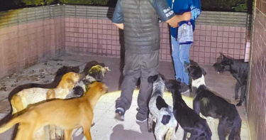 狗吃狗?廢墟7隻狗瘦得剩皮包骨⋯浴缸見殘忍一幕 動保所追飼主