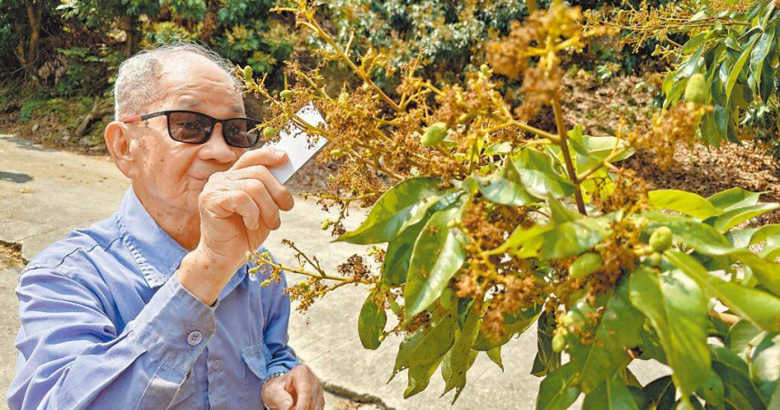 高雄市大樹區所種植的玉荷包，今年受寒害影響，產量恐低於1成，讓農民無奈嘆血本無歸。（圖／中國時報任義宇攝）