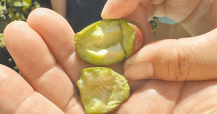 嘉義縣芒果園紛傳落果嚴重，或長出長不大的空包彈，收成大減，經確認芒果受災程度已達農業天然災害救助標準。（圖／蔡易餘服務處提供／中國時報呂妍庭嘉義傳真）