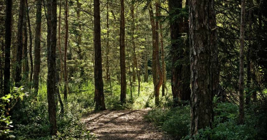 （示意圖／翻攝自pixabay）