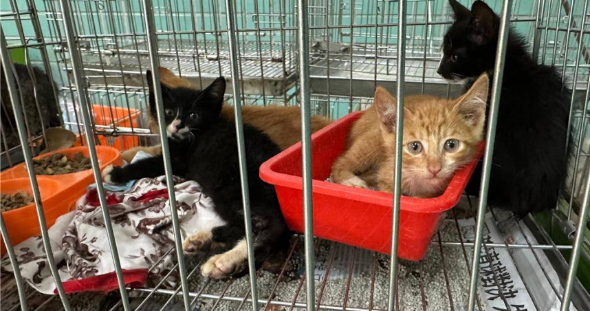 即日起調漲棄養規費，每隻動物由原本2000元提高至4000元。（圖／宜蘭縣動植物防疫所提供）