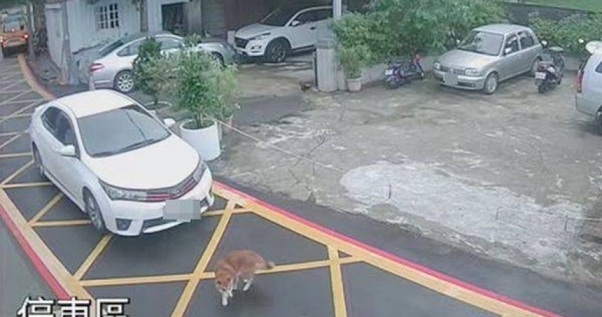 白車八德街口疑惡意輾狗。（圖 ／翻攝畫面）