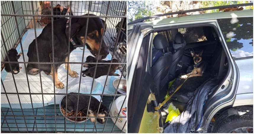 光復一隻狗媽媽受困8天被救出。（圖／翻攝粉專洛基小聿媽ｘ黃金獵犬吳洛基，下同）