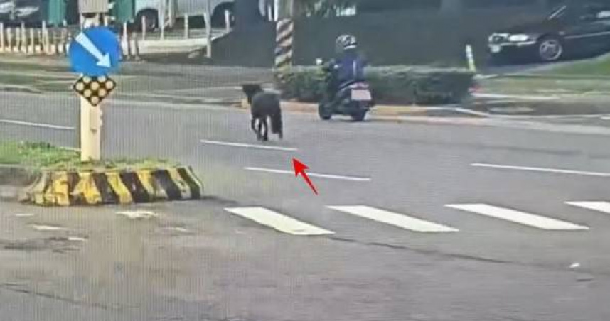 北投街頭驚見迷你馬狂奔車陣！晨間大亂鬥驚呆駕駛　飼主恐挨罰
