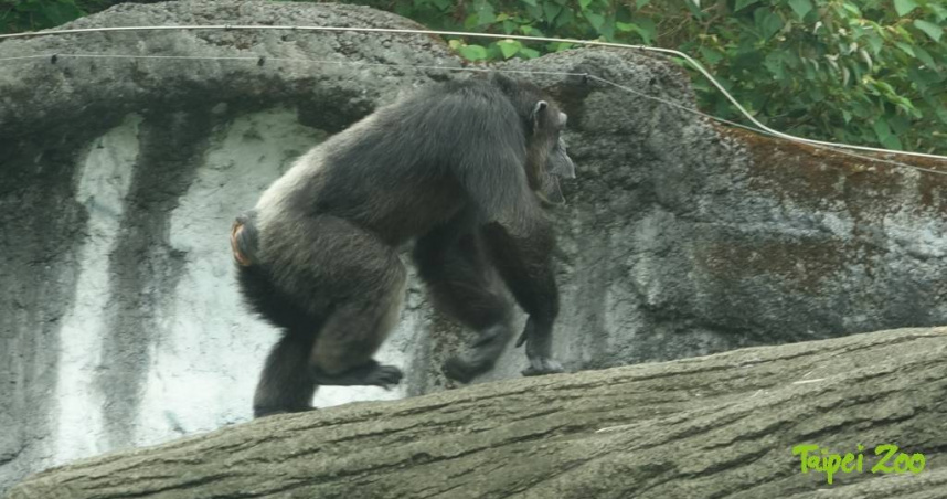 木柵動物園黑猩猩小強和娃智，今天下午突然突破活動場限制，闖入長頸鹿小活動區和遊客活動區，園方緊急疏散遊客，保育員和獸醫最後以麻醉針吹箭順利將2隻黑猩猩帶回。圖非當事黑猩猩（圖／台北市立動物園）