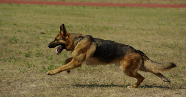 遛狗遇牧羊犬攻擊 婦人痛心:8年寶貝被咬死