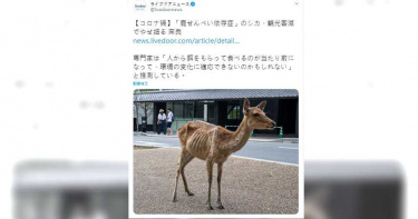 讓人心疼!疫情衝擊無遊客前往 奈良鹿「肋骨根根分明」瘦成皮包骨