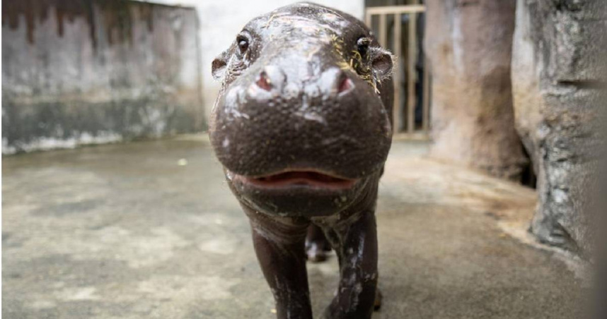 台北市立動物園18日宣布，來自新加坡動物園的雄性侏儒河馬「Thabo」，在經過檢疫期與新居環境適應期後，19日將於非洲動物區亮相。（圖／台北市立動物園提供）