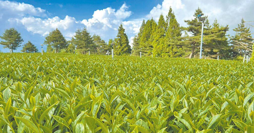 福壽山農場天池茶區的海拔高度達2600公尺，已近茶葉生長臨界點。（圖／福壽山農場提供／中國時報寶智華台中傳真）