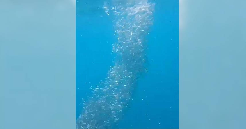 潛水者在澎湖西南海域遇上的魚柱景觀，像龍捲風般不停地旋轉。（圖／Moon月海景民宿提供）