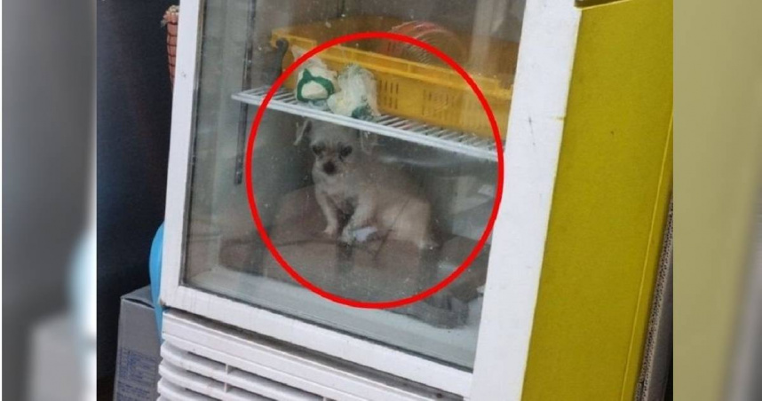 南韓釜山一間餐廳的老闆把小狗放在冰箱內，被客人拍下PO網引發熱議。（圖／翻攝自韓網）