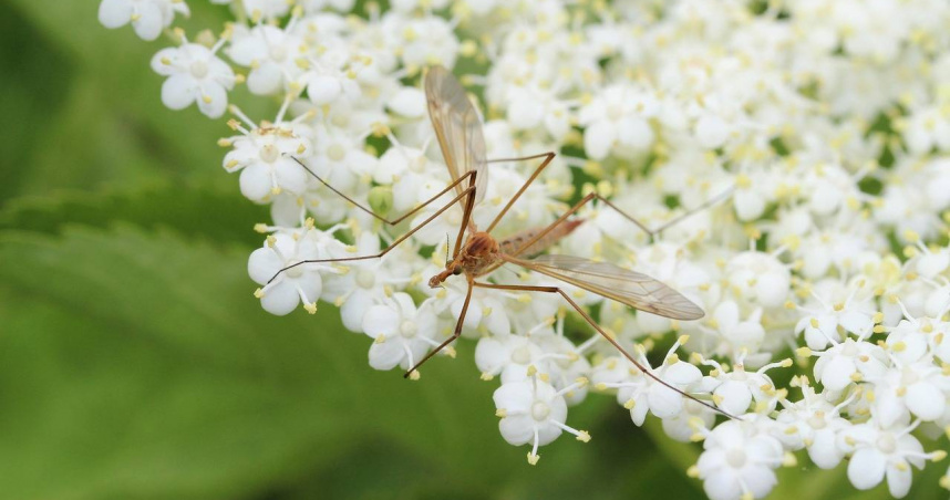 營養師解釋，飲食種類的不同，也會改善吸引蚊子這件事情。（示意圖／pixabay）