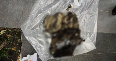 女子丟2袋垃圾「內裝12隻貓屍」。（圖／台北市動保處）