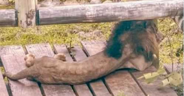 雄獅吃不飽「慘變臘腸狗」? 動物園曝光實際體重