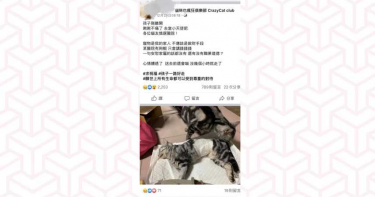 【異食貓1】2歲短毛貓吃手套死亡 飼主控:開刀救治變送命