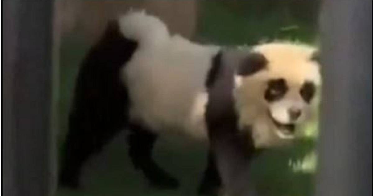 Meet the 'Panda Dog': The Canine Imposter That's Fooled Everyone at the Zoo - News Directory 3