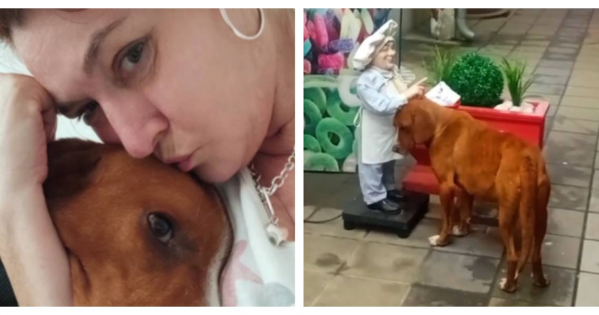 薩維奇看到狗狗的遭遇，用盡方法把牠帶到家中中途安置。（圖／翻攝自Tiktok）