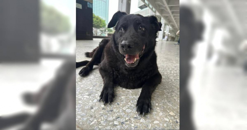 小黑陪伴台南一中學子超過10年的歲月，是南一中學子共同記憶。（圖／摘自黑特南一中）