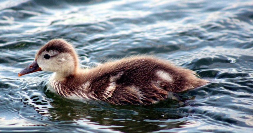 （示意圖／pixabay）