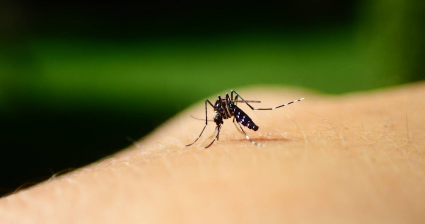 今年全球已累計逾25萬例屈公病病例。（示意圖／翻攝自photoAC）