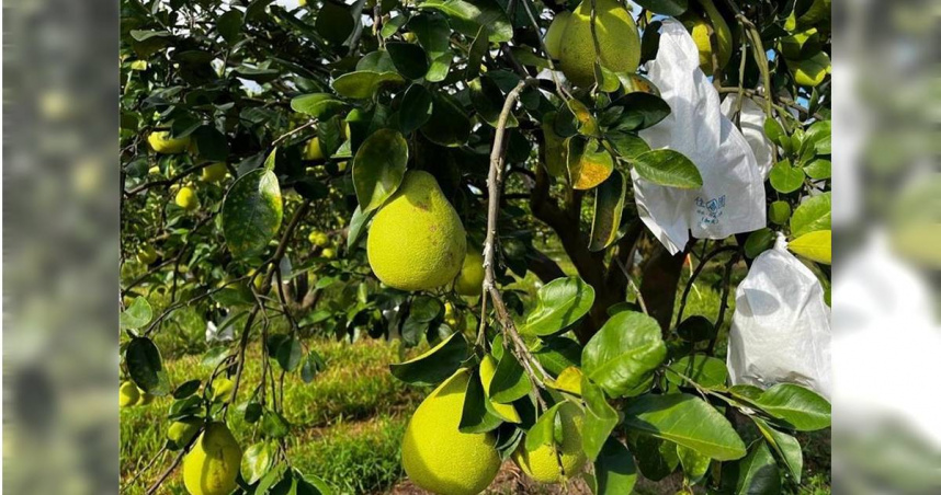 花蓮縣瑞穗鄉文旦柚再過2周就要進入採收季，卻遇楊柳颱風攪局，農友憂心擔心提前摘採影響柚果的口感及風味，最後決定和老天爺賭一把不搶收保品質。（圖／報系資料照）