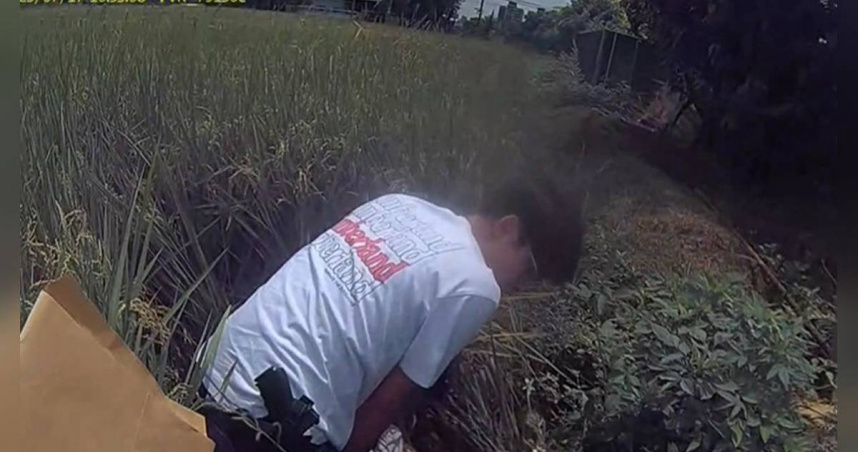 天道盟彭姓主嫌組詐騙集團勾結地政士騙取房產，警方抓捕時嫌犯在稻田中逃竄遭制伏。（圖／翻攝畫面）