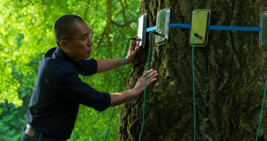 《你是不會當樹嗎》（Silent Friend）。（圖／金馬影展執行委員會）