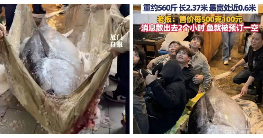 廈門捕獲280公斤藍鰭鮪魚，體型龐大吸引圍觀。（圖／廈門日報、大象新聞）