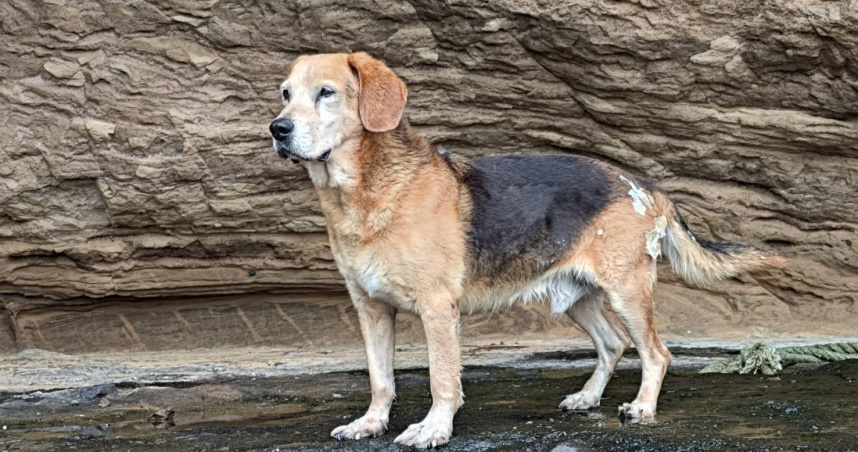 獨／彭佳嶼島犬！他山頂狂奔至港口送別　藝人阿本哭紅眼