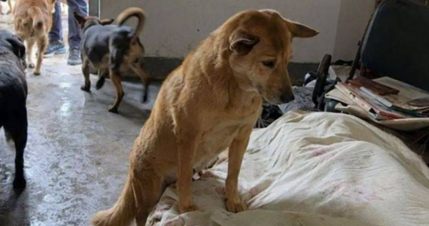 新北市坪林區1名獨居飼主日前不幸離世，留下13隻愛犬。（圖／新北市政府動物保護防疫處提供）
