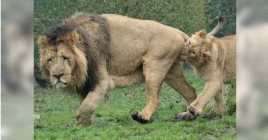 「蛋蛋」的哀傷!公獅遭咬痛到飛起 動物粉專:小獅子貪玩