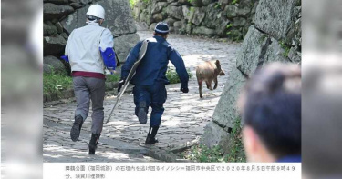 日警抓山豬意外撞畫千年國寶 照片網上瘋傳爆紅