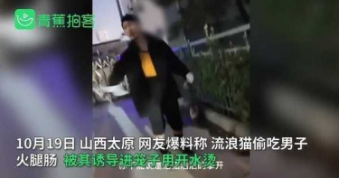 不滿被抓傷!男熱水燙貓「毛全掉光滲血水」慘死 腹中4寶寶也夭折