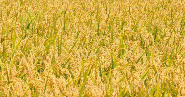 水情告急憂「農產品漲價」 農委會:稻米供應無虞、價格平穩合理
