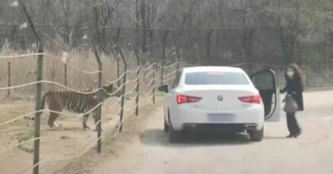 駕車遊野生動物園!女子突在猛獸區下車 老虎秒靠近「距離僅4公尺」