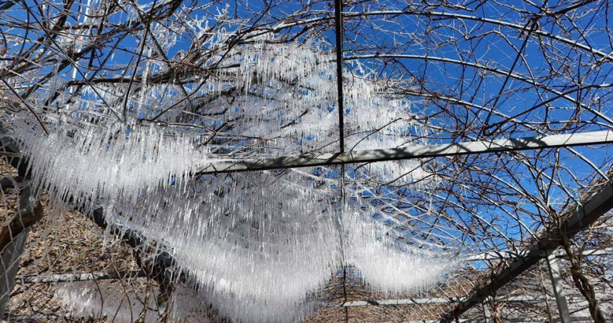 藤花園內，結滿冰的水柱在陽光下閃閃發光。（圖／報系資料照／武陵農場提供）