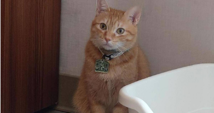 高雄捷運寵兒「蜜柑站長」滿5歲了，4日舉行慶生派對，一向淡定溫馴的牠，與民眾互動完後在角落休息發呆，呆萌樣讓粉絲融化。（圖／中國時報任義宇攝）