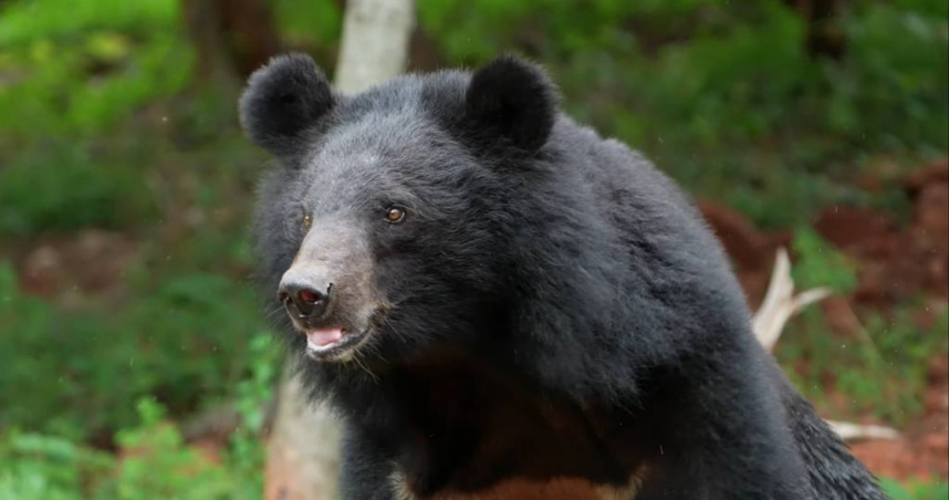 高雄梅山首傳黑熊受困，居民助野放，揭不法陷阱威脅。圖非當事黑熊。（示意圖：shutterstock／達志）