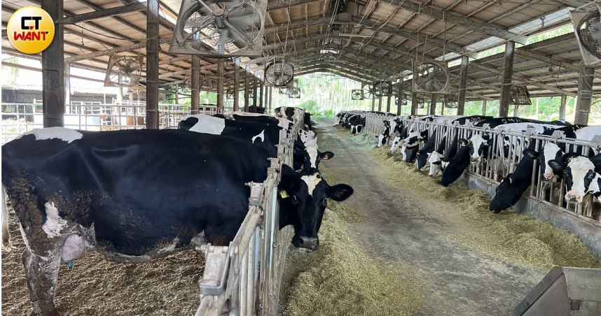 「生生喝鮮乳」在台北市各小學與幼稚園上路了，但超低採購價反讓消費者質疑零售價是否「太貴了」。圖非當事牛隻。（示意圖／劉耿豪攝）