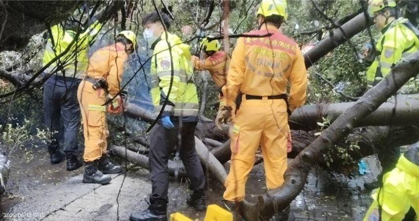 逢甲大學一棵60年榕樹突倒塌釀4死傷，園藝專家判斷疑感染褐根病、加上缺乏修剪導致「頭重腳輕」，雨後土壤鬆軟釀成悲劇。（圖／報系資料照）