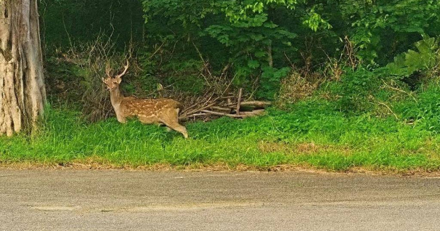 桃園中壢有梅花鹿現蹤。（圖／翻攝畫面）